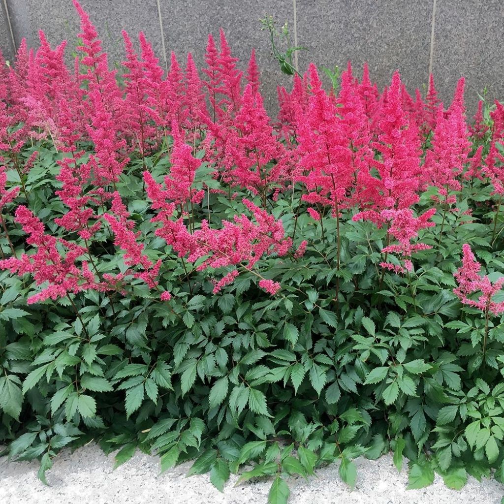 Astilbe chinensis &quot;Vision in Red&quot; 0.20 m
