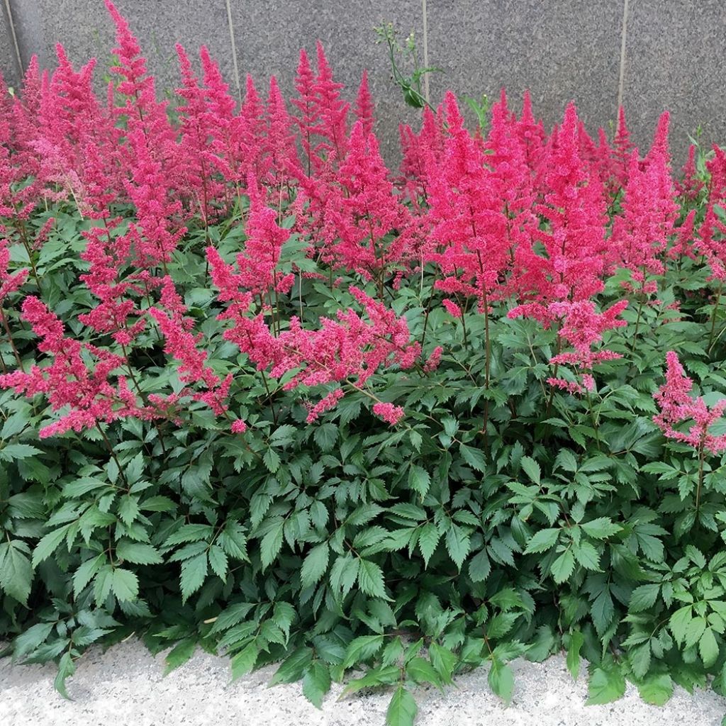 Astilbe chinensis "Vision in Red" 0.20 m by gradina-noastra