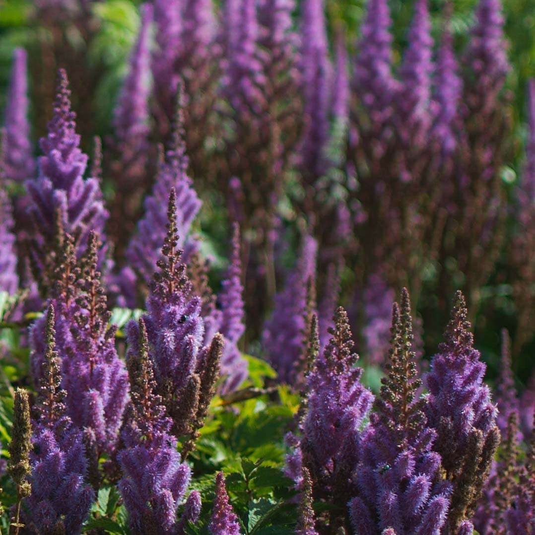 Astilbe chinensis "Purpulanze"