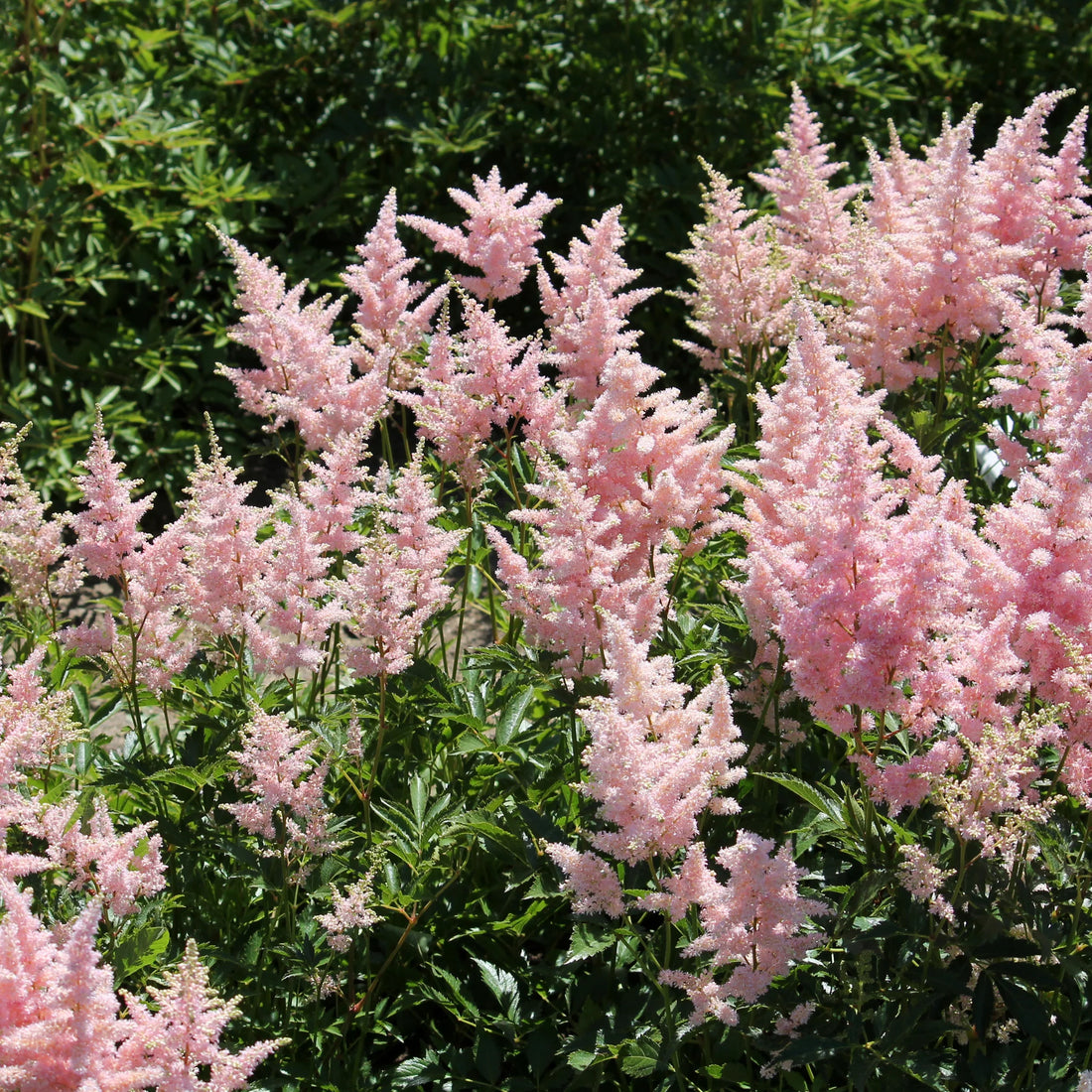 Astilbe "Europa" by Gradina Noastra
