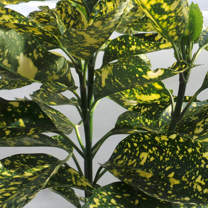 Pom de aur "Crotonifolia Gold" / Aucuba japonica "Crotonifolia Gold" /