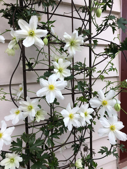 Clematis cartmanii &quot;Avalanche&quot;
