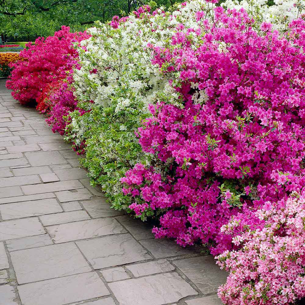 Azalee japonica diferite soiuri mix/buc/ Azalea japonica mix/buc / - Gradina Noastra