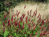 Persicaria amplexicaulis &