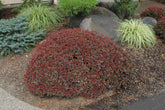 Dracila "Bagatelle" / Berberis thunbergii "Bagatelle" / - Gradina Noastra
