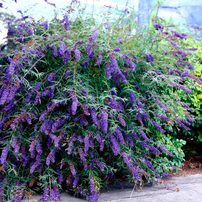 Liliac de vara "Black Knight" / Buddleja davidii "Black Knight"/ - Gradina Noastra