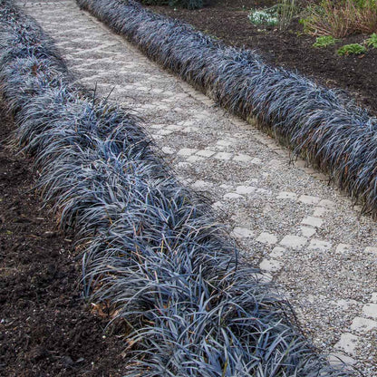 Ophiopogon planiscapus &