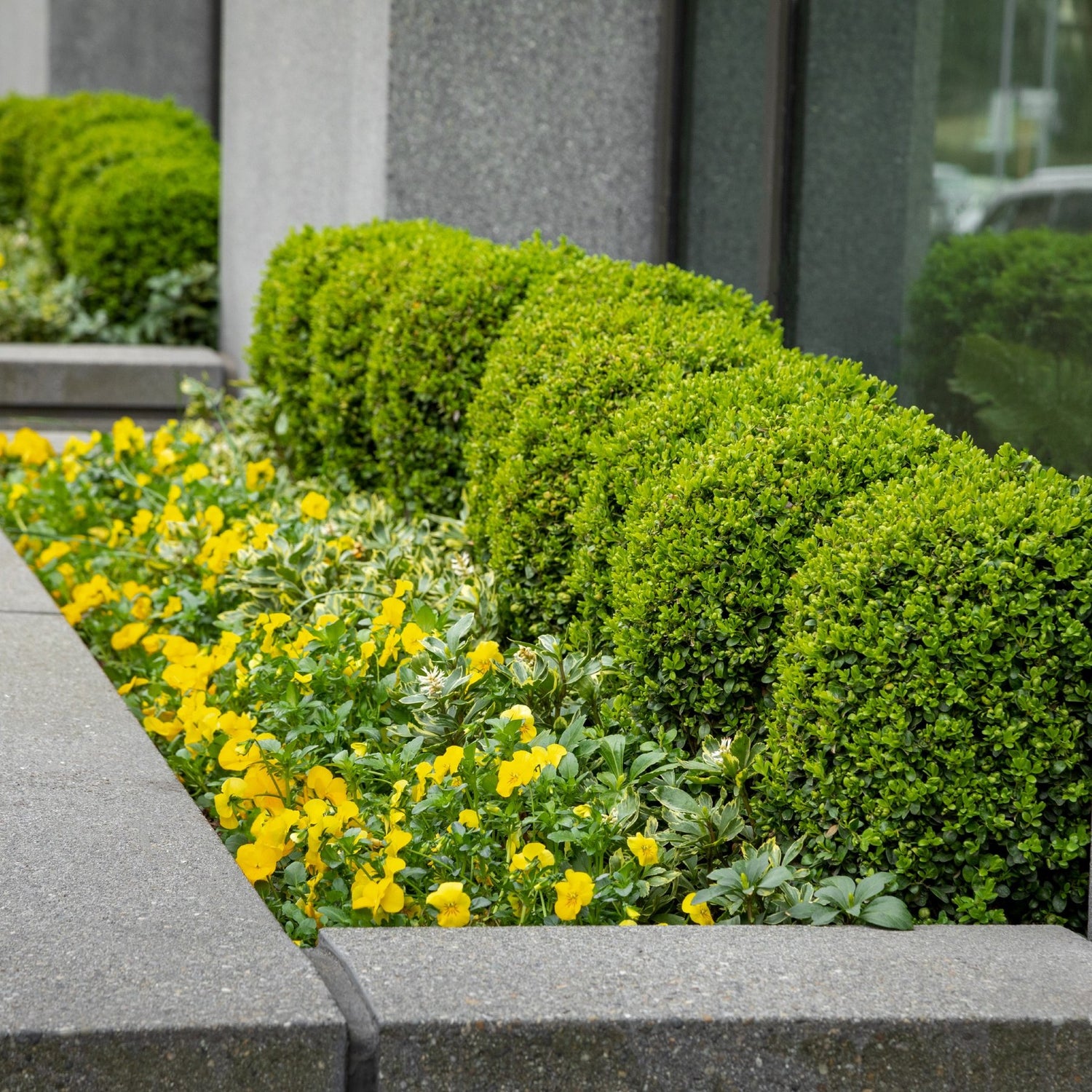 Buxus "Faulkner" tufa / Buxus microphylla"Faulkner"/