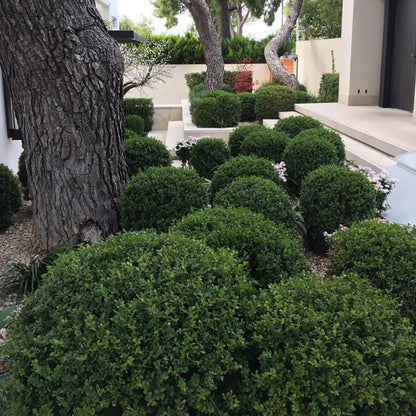 Buxus "Faulkner" minge / Buxus microphylla"Faulkner"/