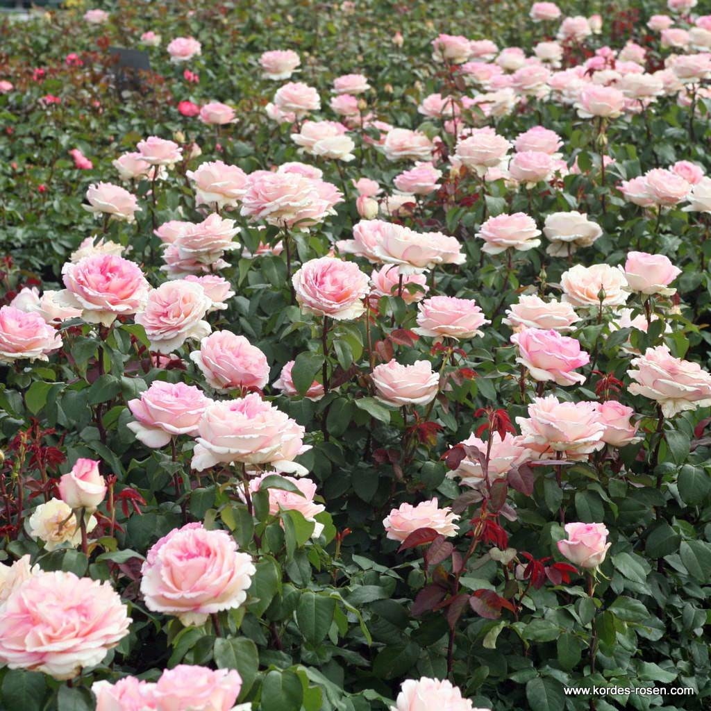 Trandafir teahibrid "Souvenir de Baden Baden" – / Rosa HT "Souvenir de Baden Baden"/