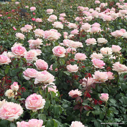Trandafir teahibrid "Souvenir de Baden Baden" – / Rosa HT "Souvenir de Baden Baden"/