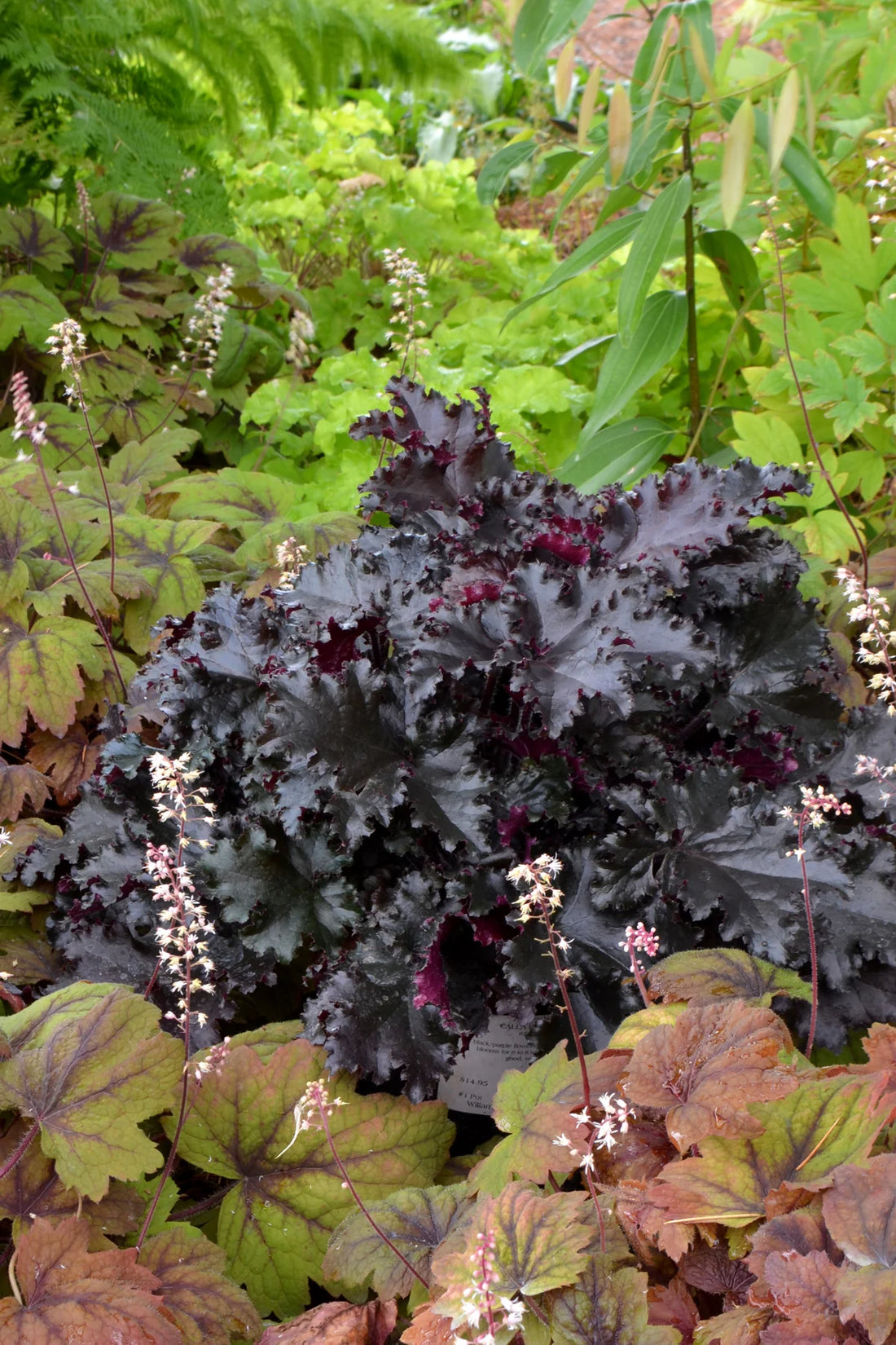 Heuchera "Black Taffeta"