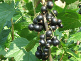 Coacăz Negru / Ribes nigrum  Ben Nevis / - Gradina Noastra