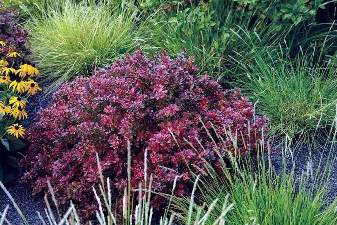 Dracila rosie "Atropurpurea Nana" /Berberis thunbergii "Atropurpurea Nana"/