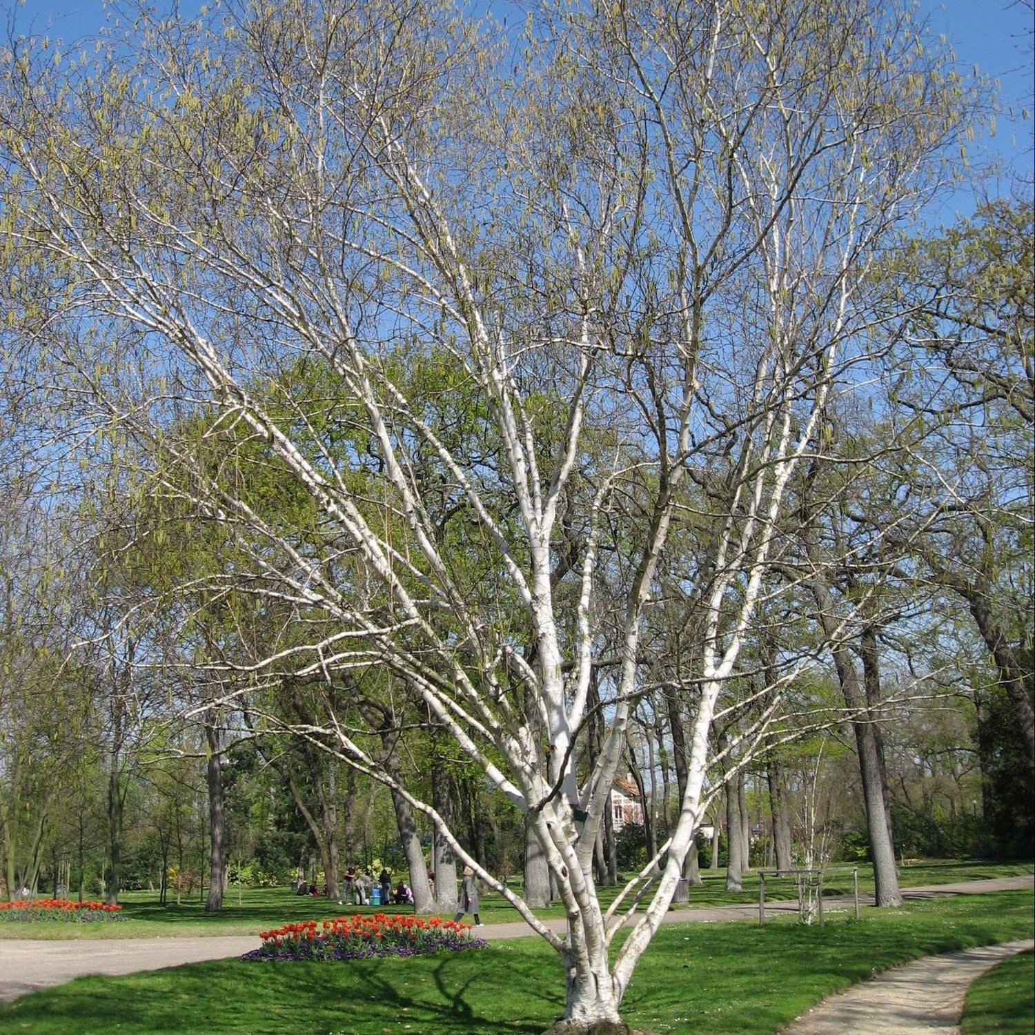 Mesteacan  multitulpinal "Doorenbos" / Betula utilis "Doorenbos"/