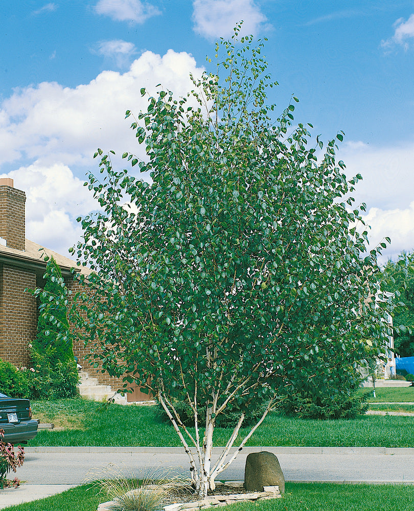 Mesteacan  multitulpinal "Doorenbos" / Betula utilis "Doorenbos"/