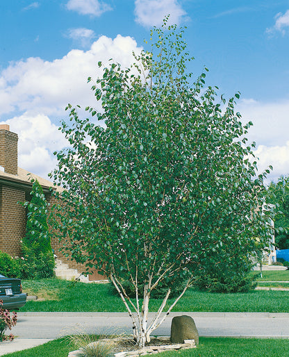 Mesteacan  multitulpinal "Doorenbos" / Betula utilis "Doorenbos"/
