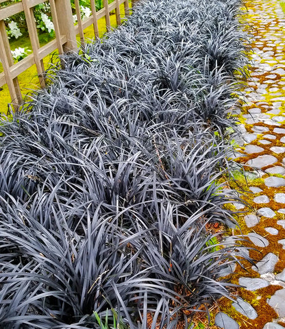 Ophiopogon planiscapus &