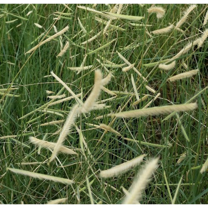 Bouteloua gracilis