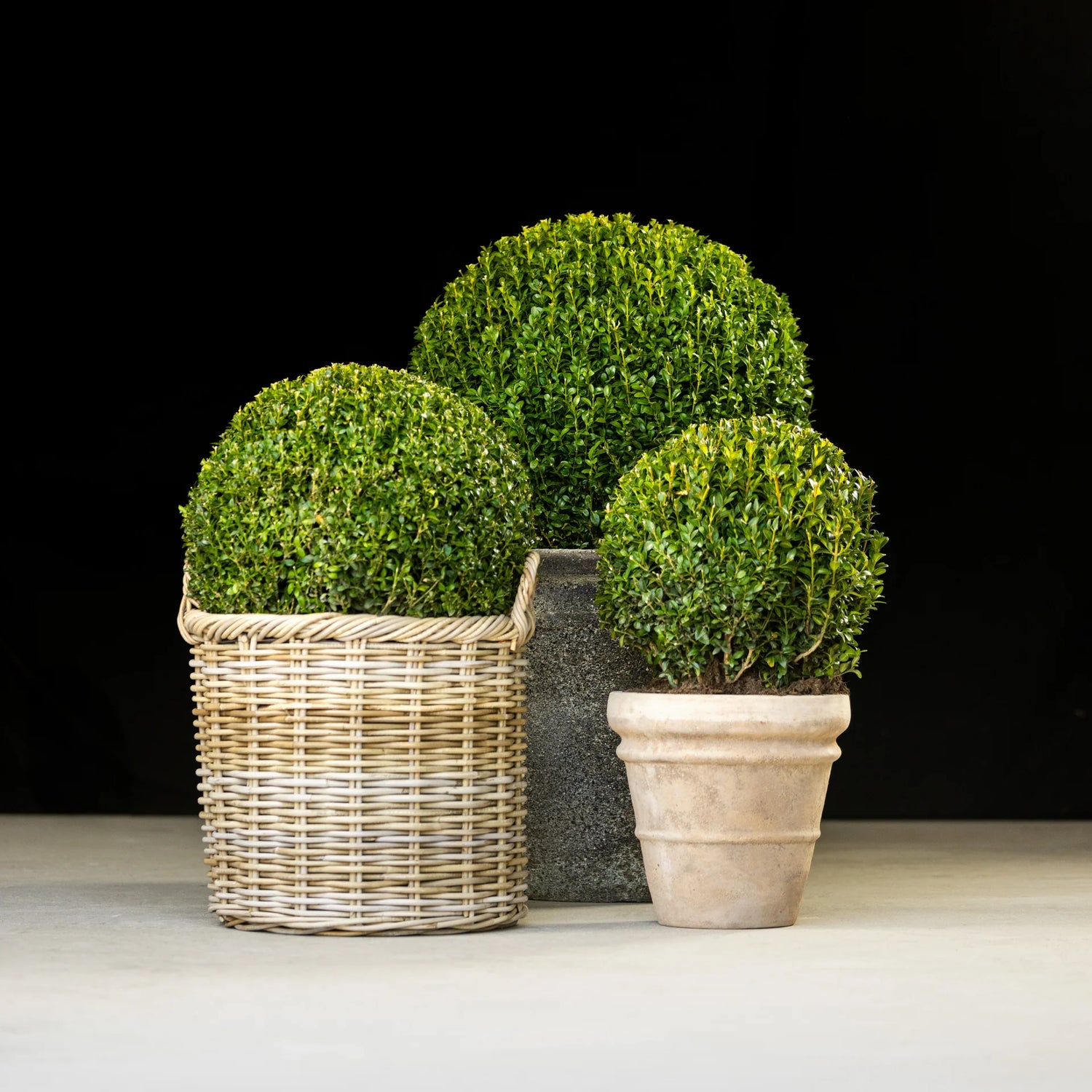 Buxus "Faulkner" minge / Buxus microphylla"Faulkner"/