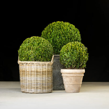 Buxus "Faulkner" minge / Buxus microphylla"Faulkner"/
