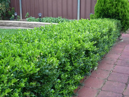 Buxus "Faulkner" tufa / Buxus microphylla"Faulkner"/