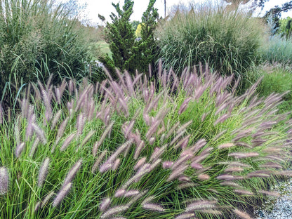 Pennisetum alopecuroides "Red Head" - Gradina Noastra