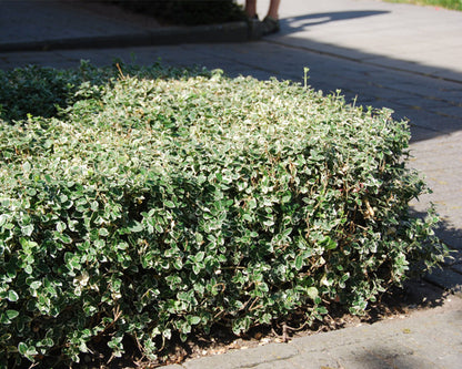 Salba japoneza „Emerald Gaiety” / Euonymus fortunei „Emerald Gaiety” /