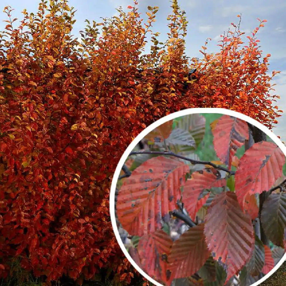 Carpen &quot;Ornage Retz&quot; arbore / Carpinus betulus &quot;Ornage Retz&quot;/ by gradina-noastra
