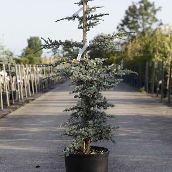 Cedru argintiu-albastru "Silberspitz" 1.30 - 1.50 m / Cedrus atlantica "Silberspitz" /