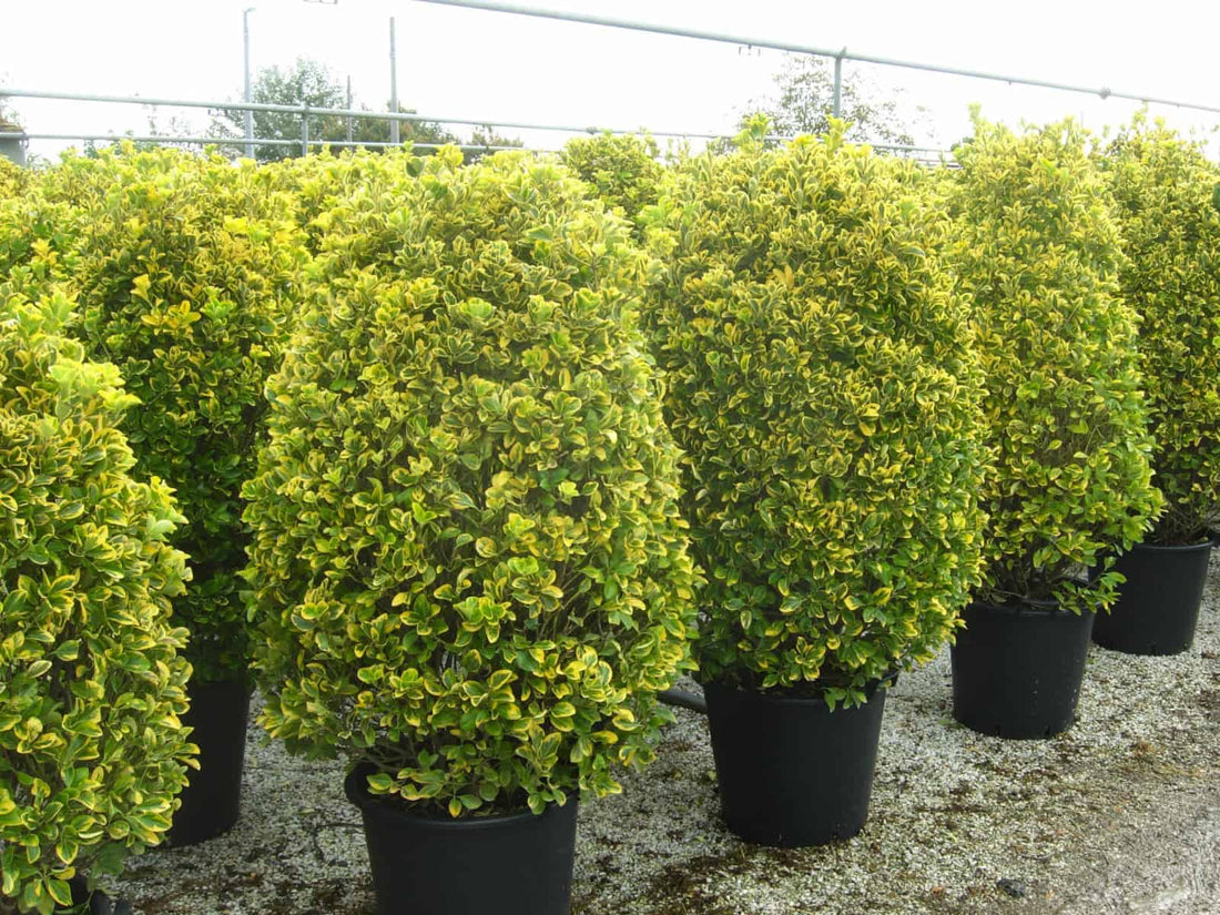 Salba japoneza " Elegant Aureus " tufa / Euonymus jap. "Elegant Aureus"/