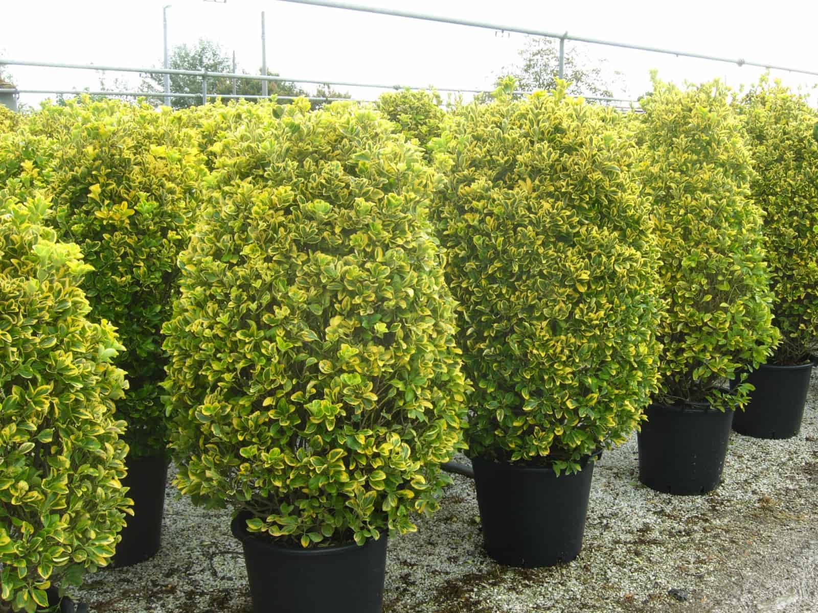 Salba japoneza " Elegant Aureus " tufa / Euonymus jap. "Elegant Aureus"/