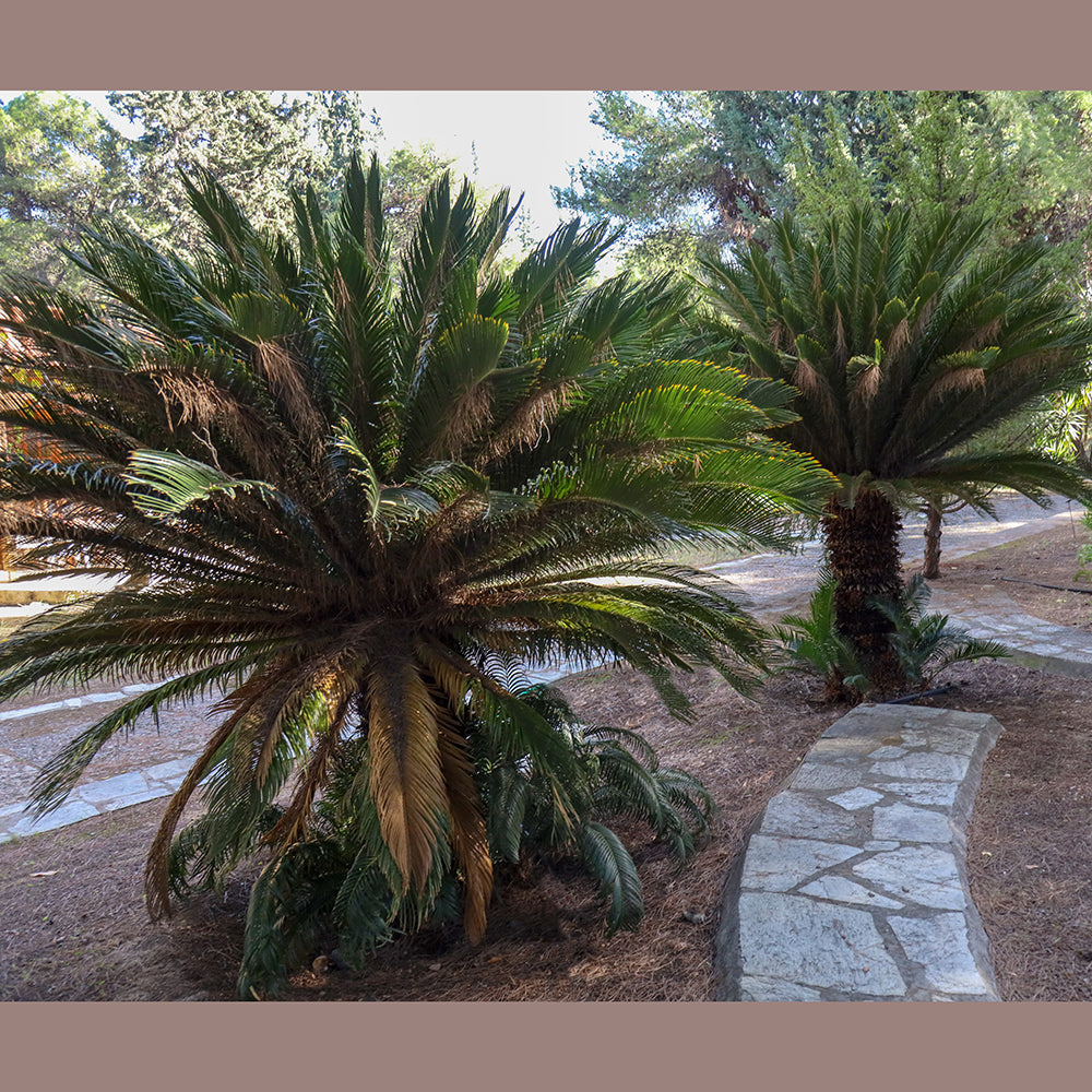 Palmier Sago 1.00 - 1.20 m / Cycas revoluta/