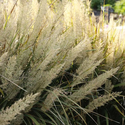 Calamagrostis brachytricha