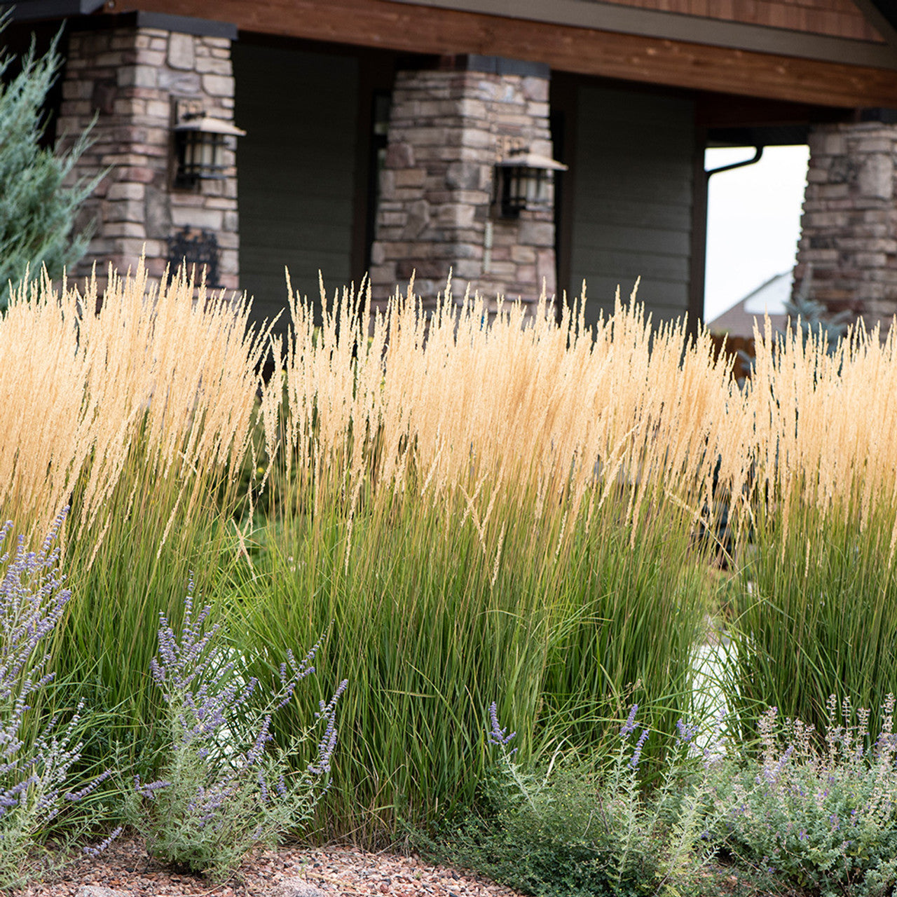 Calamagrostis acutiflora &quot;Karl Foerster&quot; 0.20 - 0.30 m