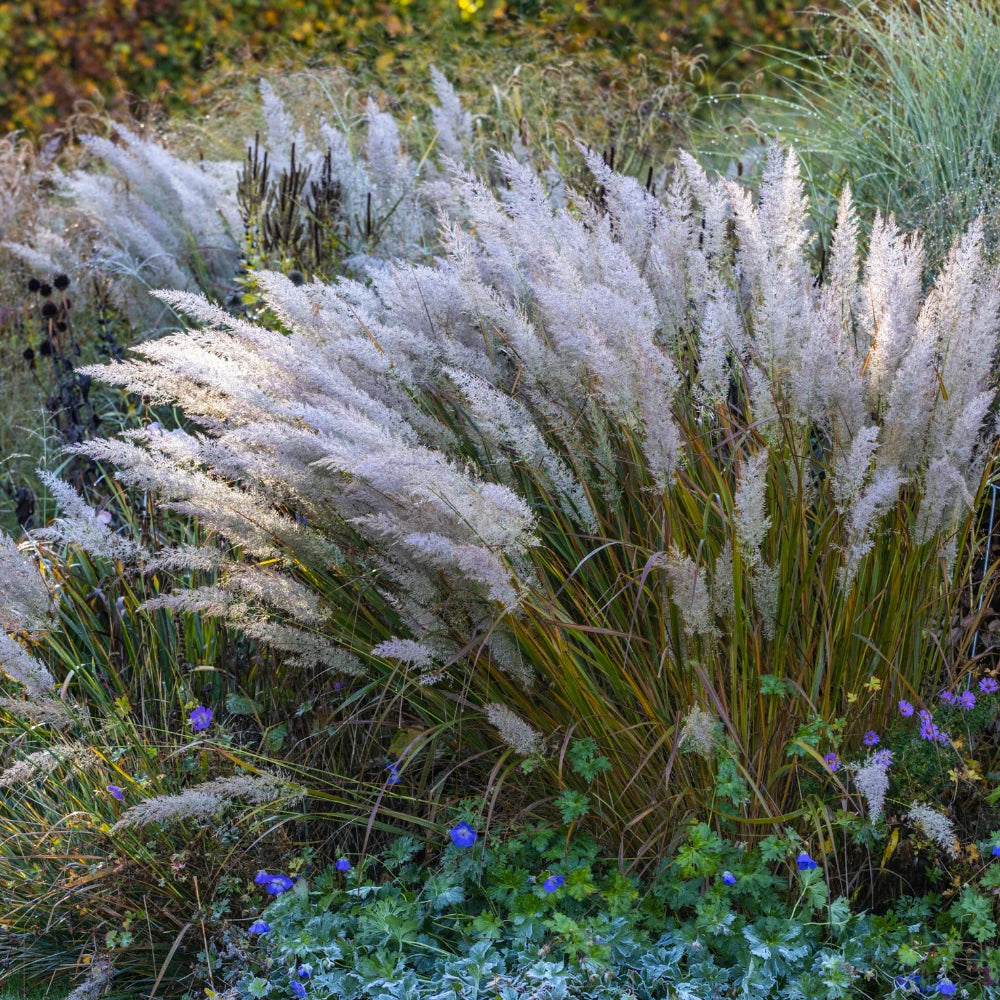 Calamagrostis brachytricha
