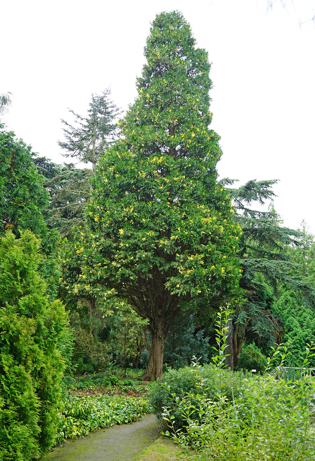 Cedrul de California variegat / Calocedrus decurrens "Aureovariegata"/