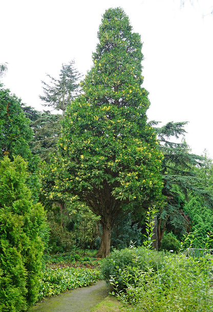 Cedrul de California variegat / Calocedrus decurrens "Aureovariegata"/