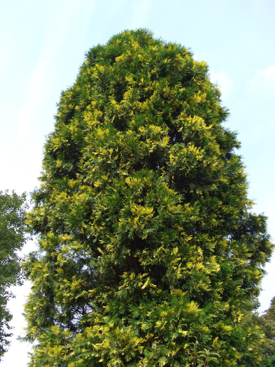 Cedrul de California variegat / Calocedrus decurrens "Aureovariegata"/