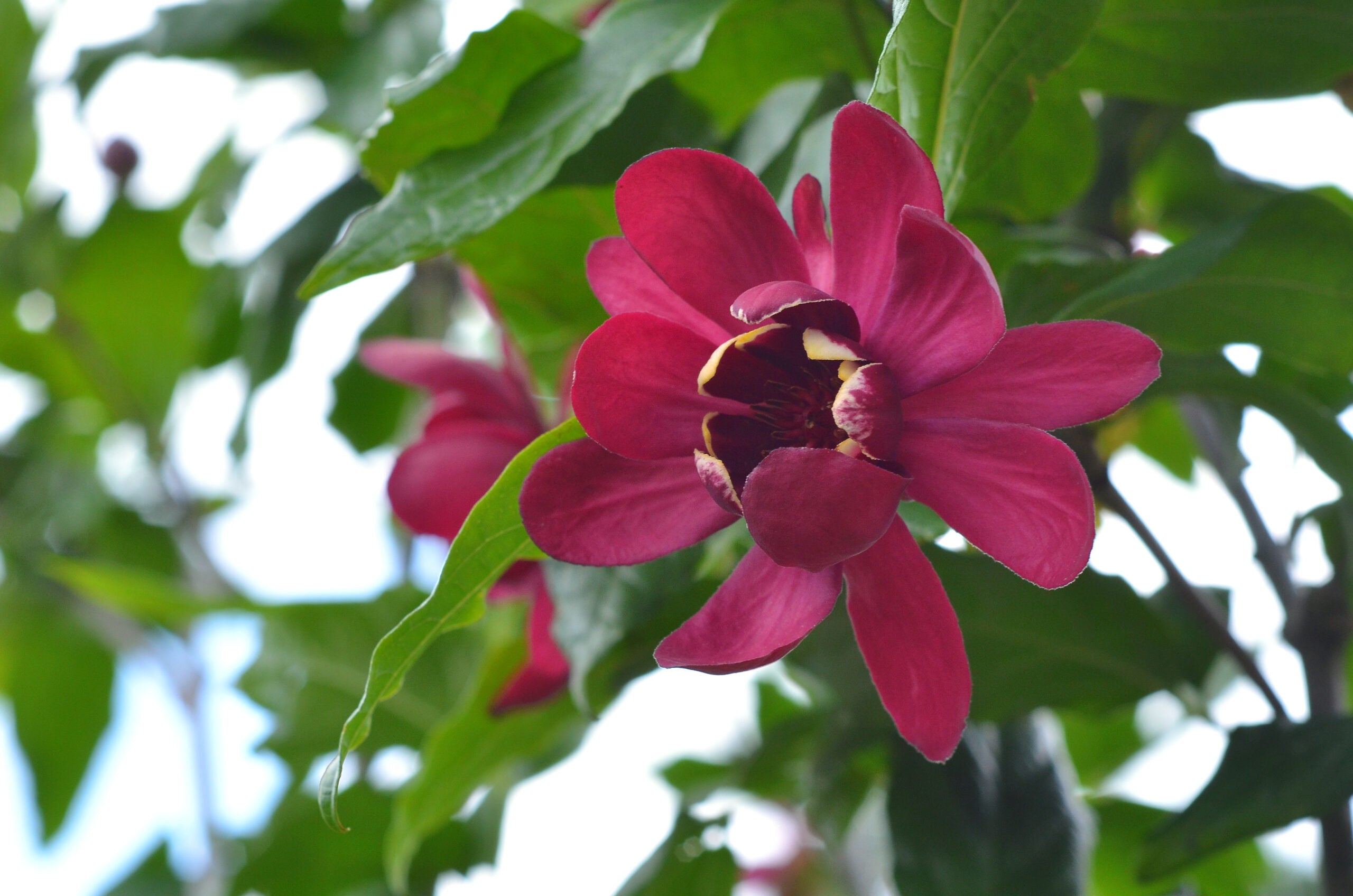Arbore de orhidee „Aphrodite” / Calycanthus x raulstonii "Aphrodite" /