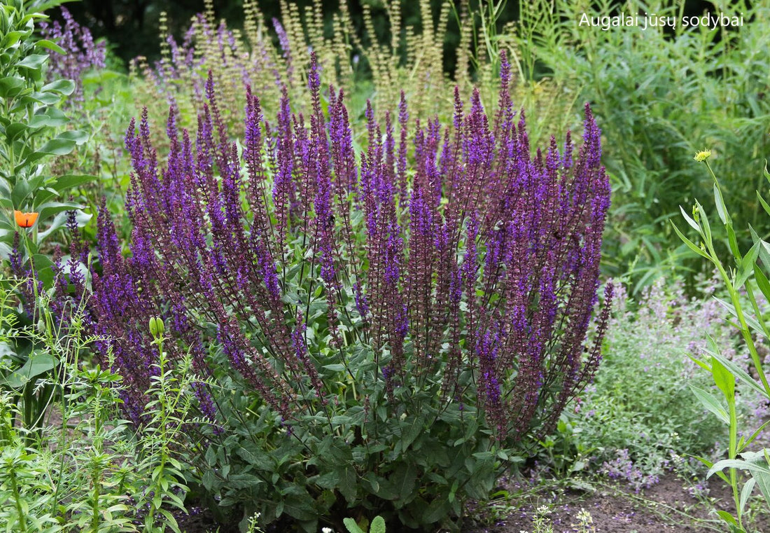Salvia nemorosa &
