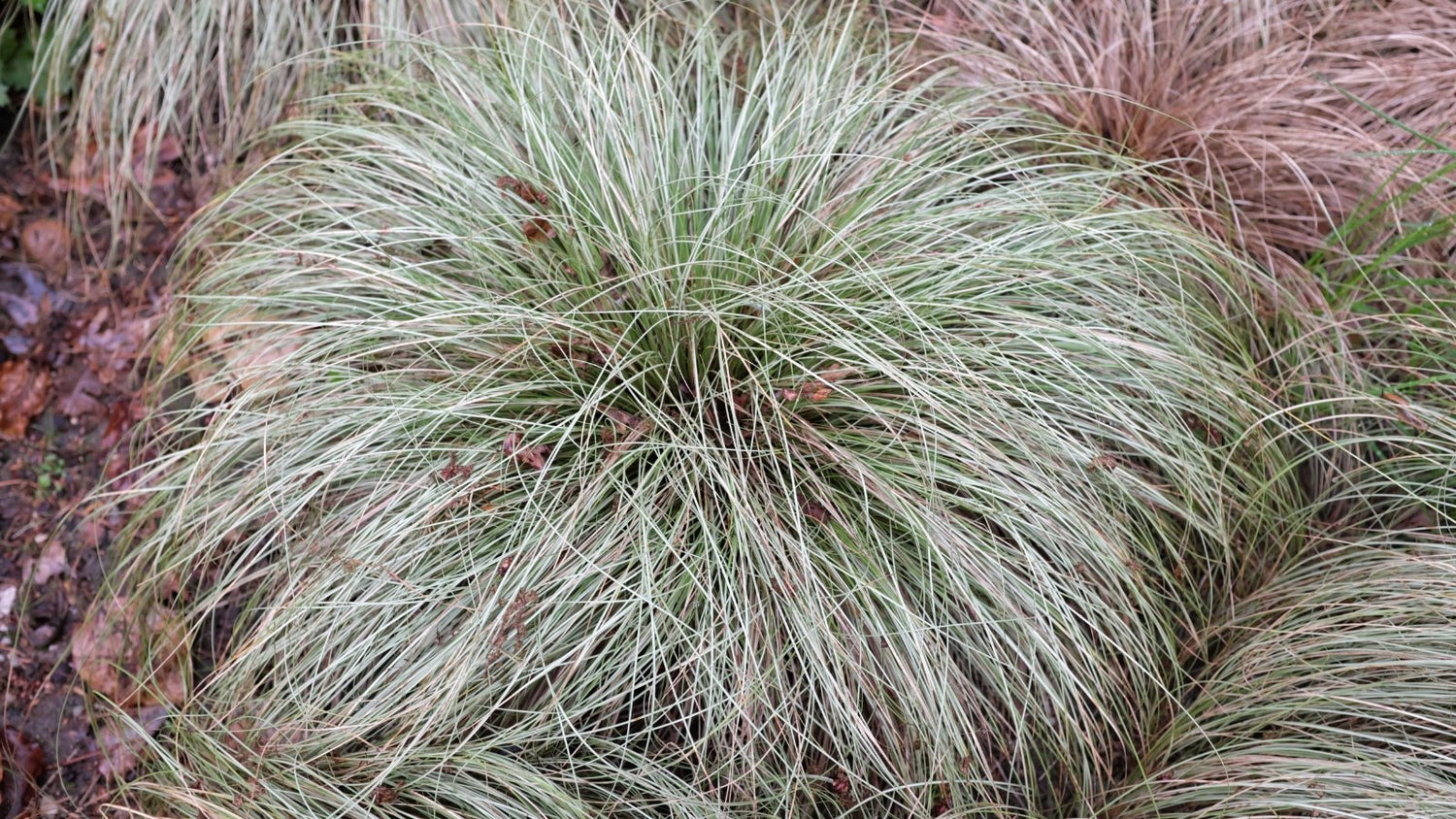 Carex morrowii "Frosted Curls"