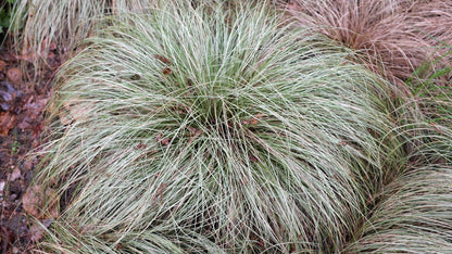Carex morrowii "Frosted Curls"