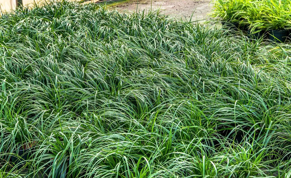 Carex morrowii "Irish green"