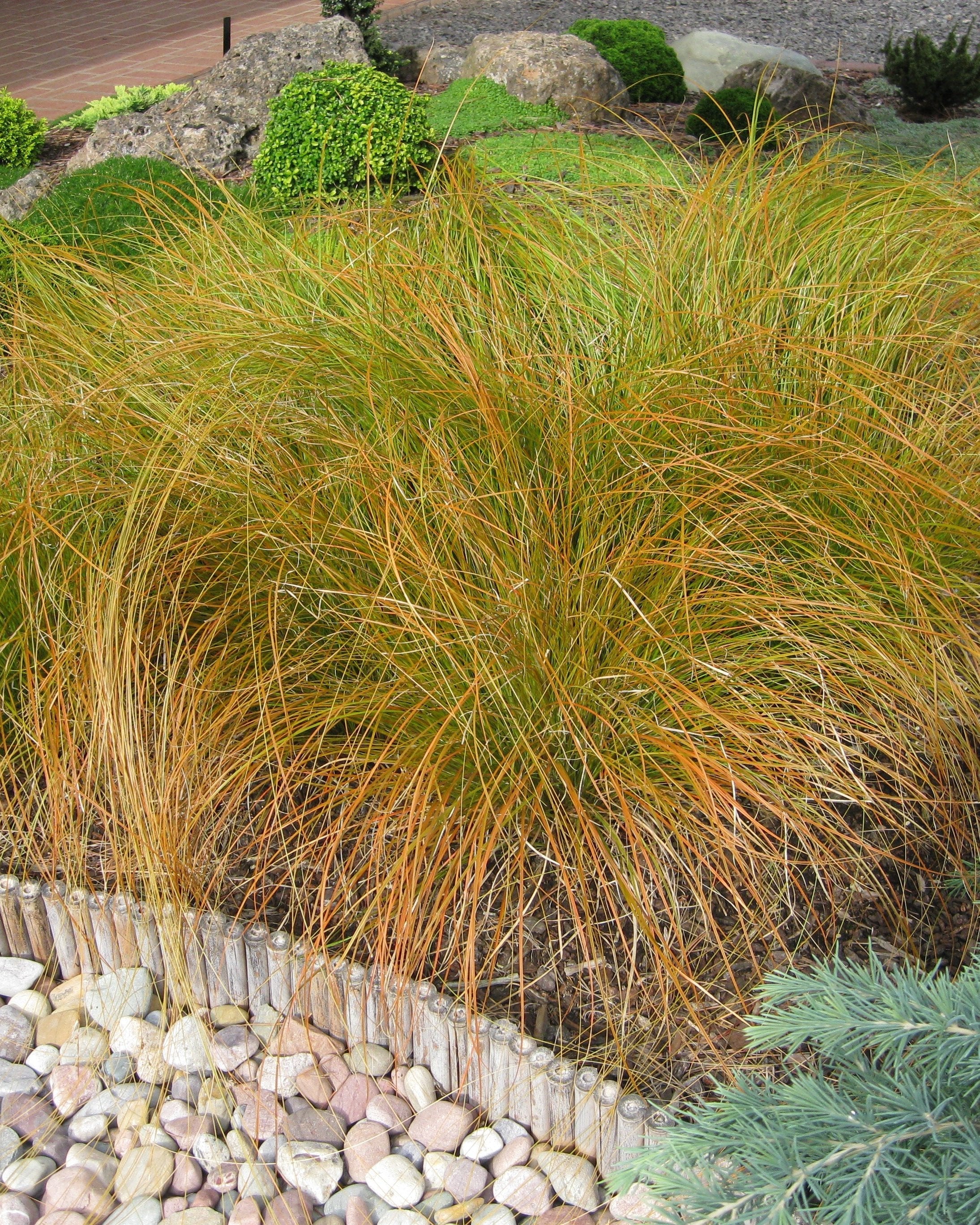 Carex testacea "Prairie Fire"