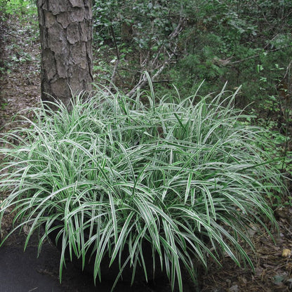Carex morrowii „Ice Dance"