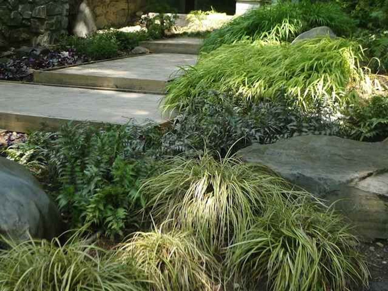 Carex morrowii &quot;Vanilla Ice&quot; 0.20 - 0.30 m