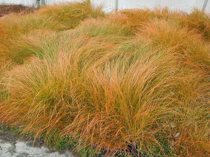 Carex testacea "Prairie Fire"