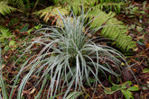 Carex morrowii "Everest" - Gradina Noastra