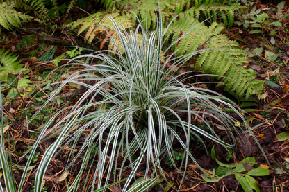 Carex morrowii "Everest" - Gradina Noastra